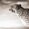 Весна-Лето 2015 - последнее сообщение от Cheetah78